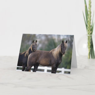 Bob Langrish   Two Rocky Mountain Horses Standing Card