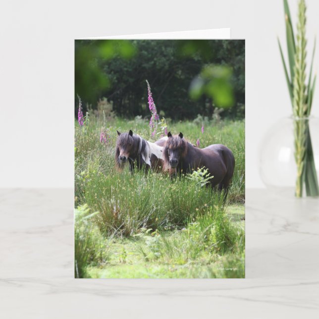 Bob Langrish Two Shetland Ponies Standing Together Card (Front)