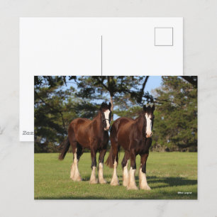 Bob Langrish   Two Shire Horse Youngsters Standing Postcard