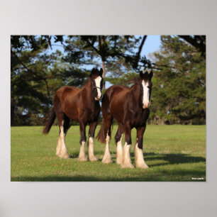 Bob Langrish Two Shire Horse Youngsters Standing Poster