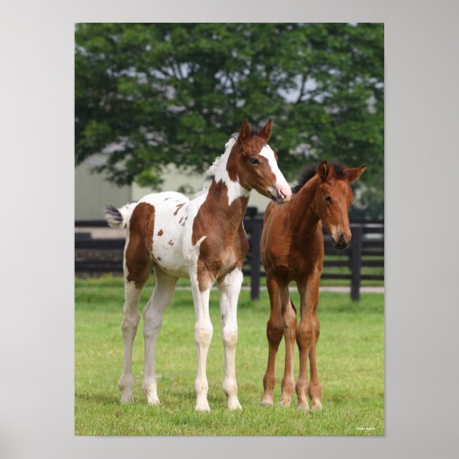 Bob Langrish | Two Sport Horse Foals Standing Poster (Front)