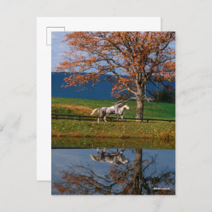 Bob Langrish Two Together Warmbloods By Lake Postcard