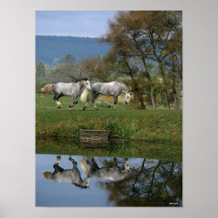 Bob Langrish   Two Together Warmbloods By Lake Poster