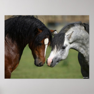 Bob Langrish   Two Welsh Ponies Meeting Poster