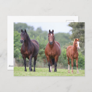 Bob Langrish   Two Welsh Ponies Standing With Foal Postcard