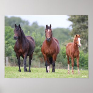 Bob Langrish   Two Welsh Ponies Standing With Foal Poster