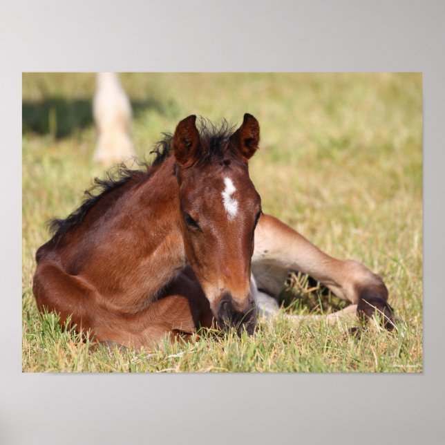 Bob Langrish | Warmblood Foal Lying Down In Grass Poster (Front)