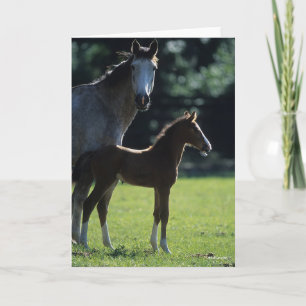 Bob Langrish   Warmblood Mare and Foal Backlit Card