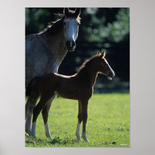 Bob Langrish   Warmblood Mare and Foal Backlit Poster