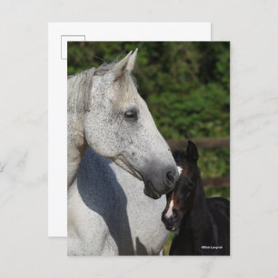 Bob Langrish   Warmblood Mare and Foal Headshot Postcard