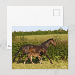 Bob Langrish Warmblood mare and Foal Walking Postcard