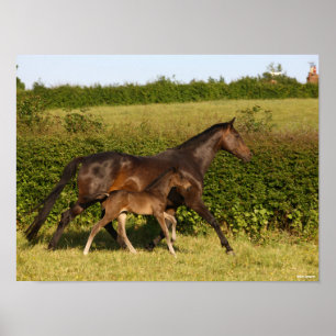 Bob Langrish Warmblood mare and Foal Walking Poster