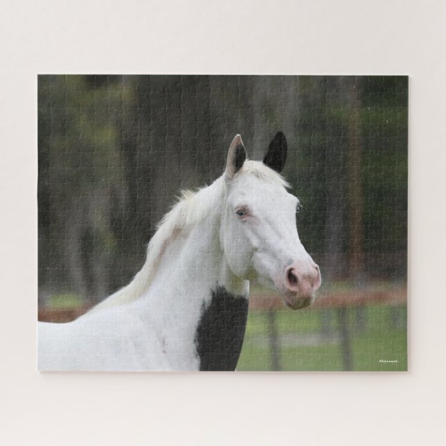 Bob Langrish | Warmblood Pinto Horse Headshot Jigsaw Puzzle (Horizontal)