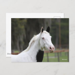 Bob Langrish   Warmblood Pinto Horse Headshot Postcard