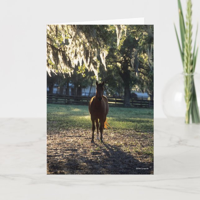 Bob Langrish | Warmblood Standing Backlit Card (Front)