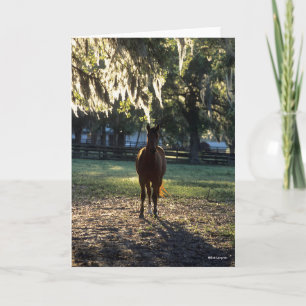 Bob Langrish   Warmblood Standing Backlit Card