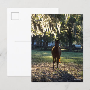 Bob Langrish   Warmblood Standing Backlit Postcard