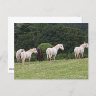 Bob Langrish   Welsh  Ponies Standing In Field Postcard