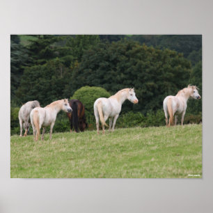 Bob Langrish   Welsh  Ponies Standing In Field Poster