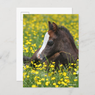 Bob Langrish   Welsh Pony Foal Lying In Grass Postcard