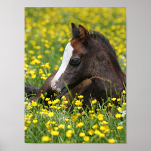 Bob Langrish   Welsh Pony Foal Lying In Grass Poster