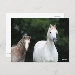 Bob Langrish   Welsh Pony Mare and Foal Postcard