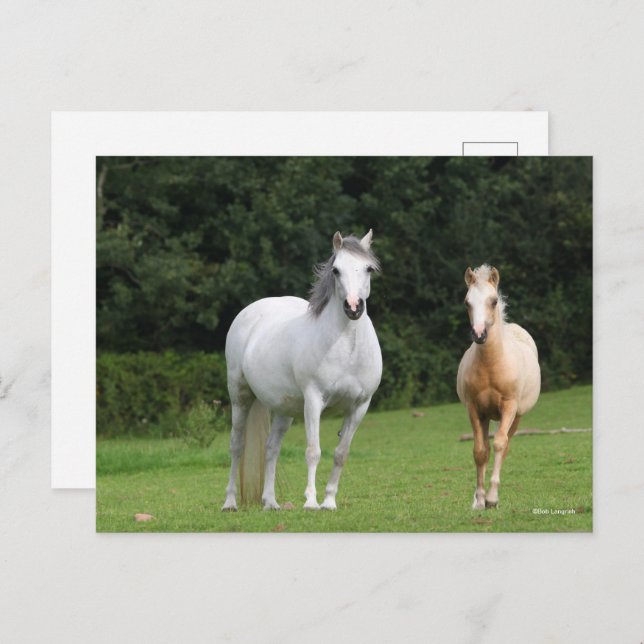 Bob Langrish | Welsh Pony Mare and Foal Postcard (Front/Back)