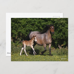 Bob Langrish   Welsh Pony Mare and Foal Running Postcard