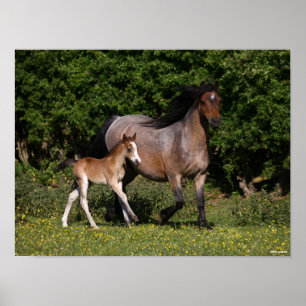 Bob Langrish   Welsh Pony Mare and Foal Running Poster