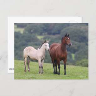 Bob Langrish   Welsh Pony Mare and Foal Standing Postcard