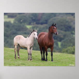 Bob Langrish   Welsh Pony Mare and Foal Standing Poster