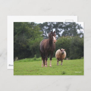 Bob Langrish   Welsh Pony Mare Standing With Sheep Postcard