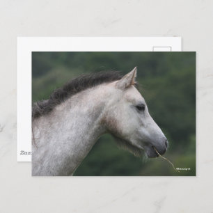 Bob Langrish   Welsh Section A Pony Headshot Postcard
