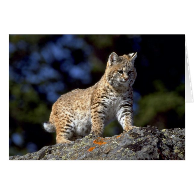 Bobcat (Front Horizontal)