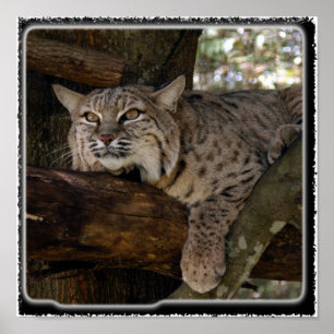 Bobcat_11x11 Poster