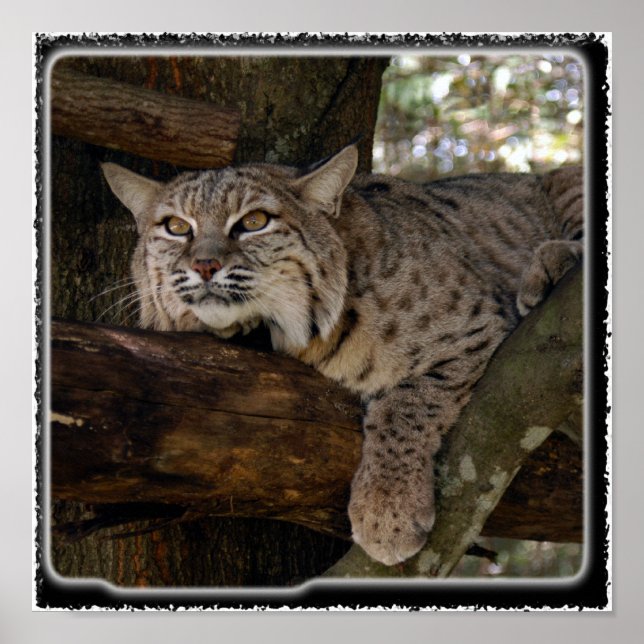Bobcat_11x11 Poster (Front)