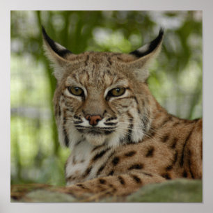 Bobcat 2_11x11 poster