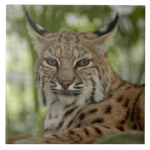 Bobcat 2_11x11 tile