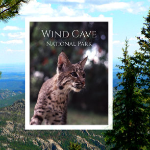 Bobcat at Wind Cave National Park, South Dakota Postcard