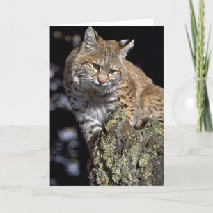 Bobcat Card