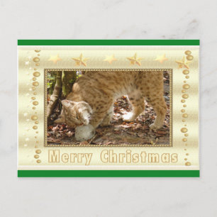 Bobcat Christmas Postcard