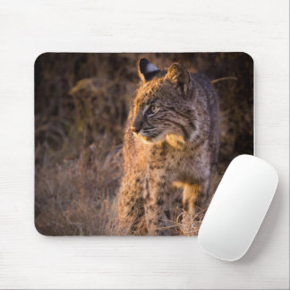 Bobcat Enjoying the Evening Sun Mouse Pad