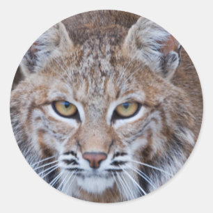 Bobcat Face Classic Round Sticker