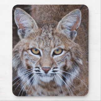 Bobcat Face Mouse Mat