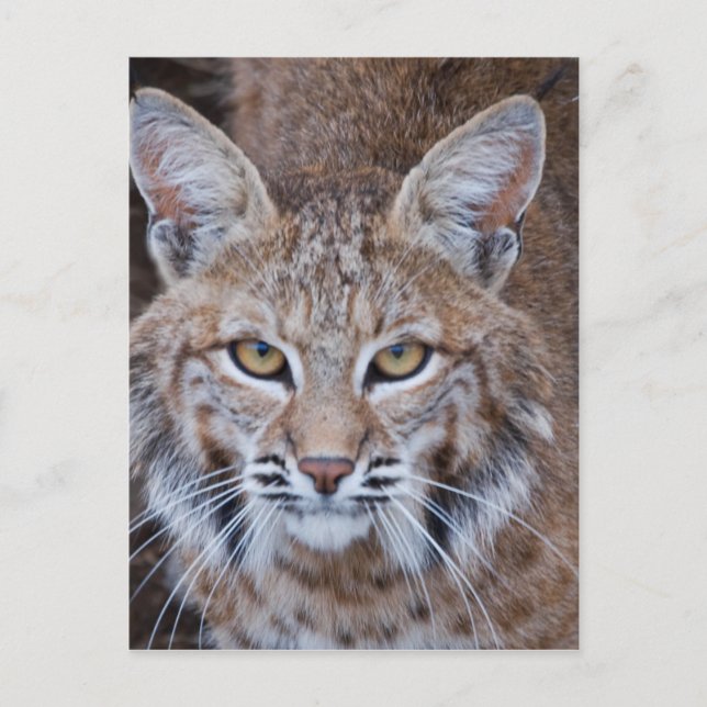 Bobcat Face Postcard (Front)