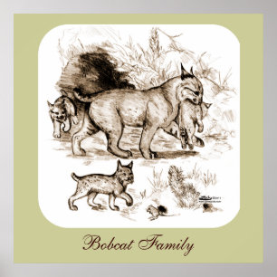 Bobcat Family Poster