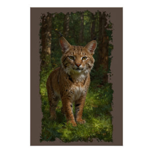 Bobcat Forest Wildlife Poster