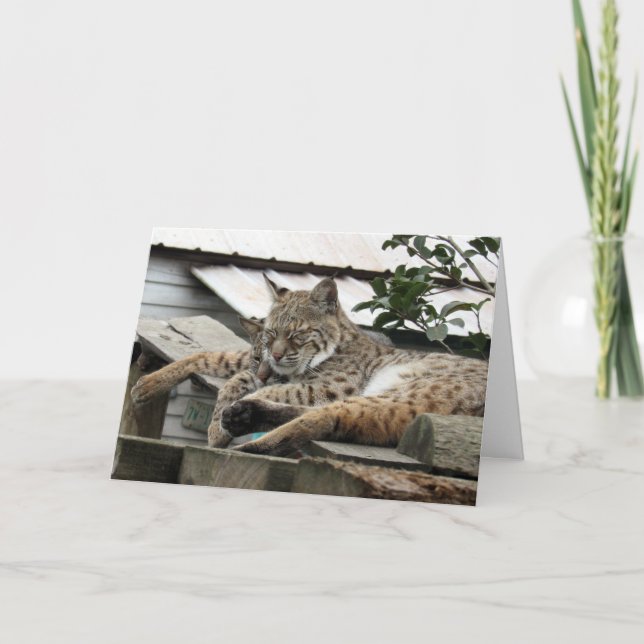 Bobcat Friends Birthday Card (Front)