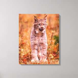 Bobcat Hunting Autumn Forest Canvas Print