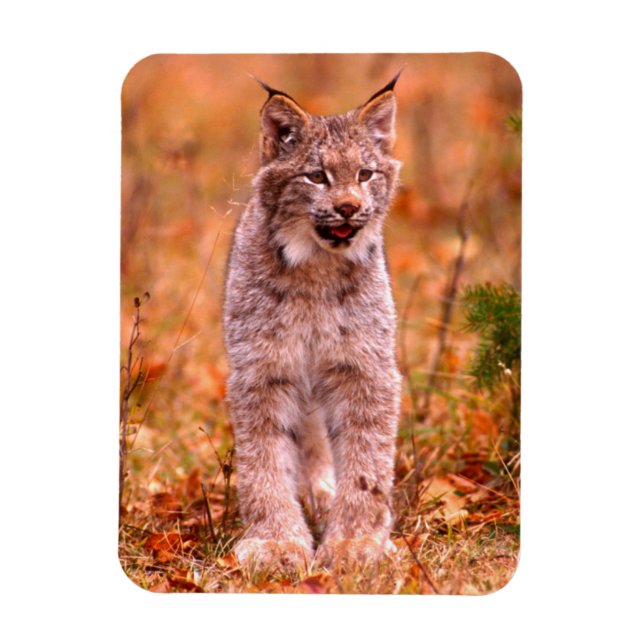 Bobcat Hunting | Autumn Forest Magnet (Vertical)